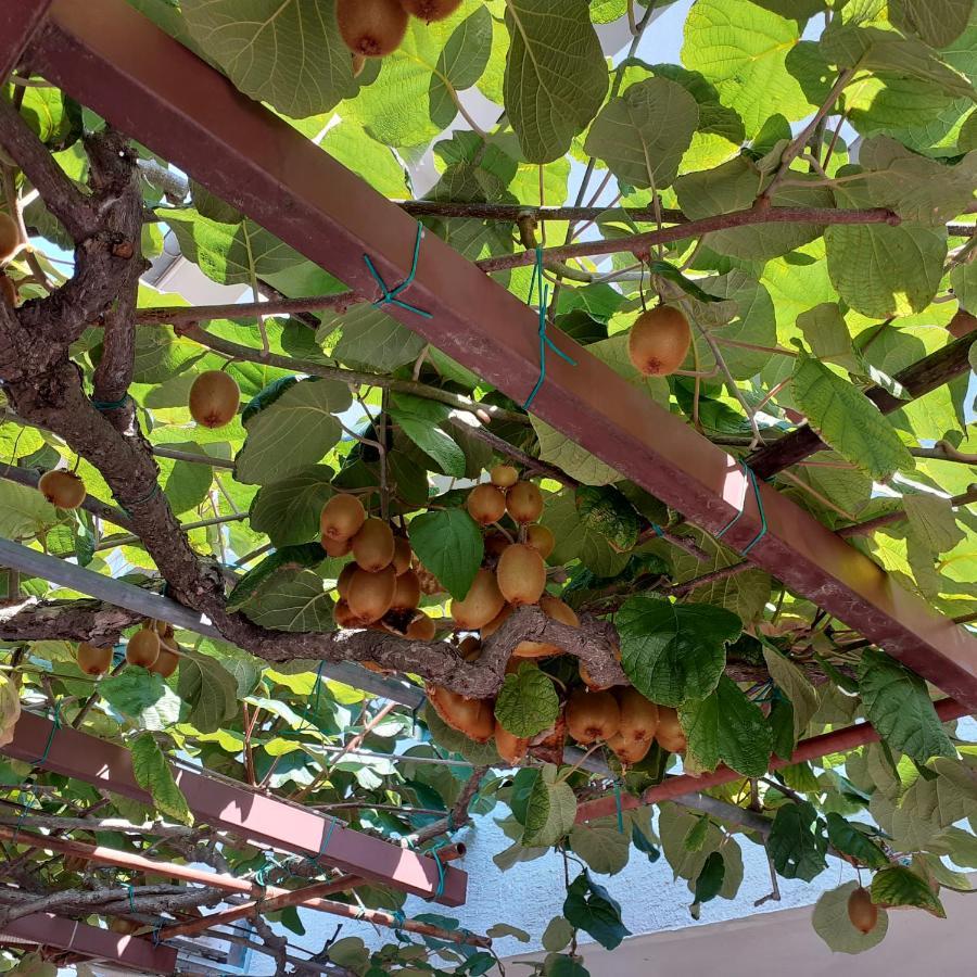Appartamento App Milka Porec Esterno foto